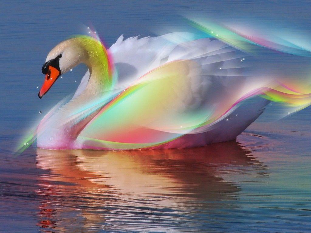 Colorful Swan 3D Wallpaper